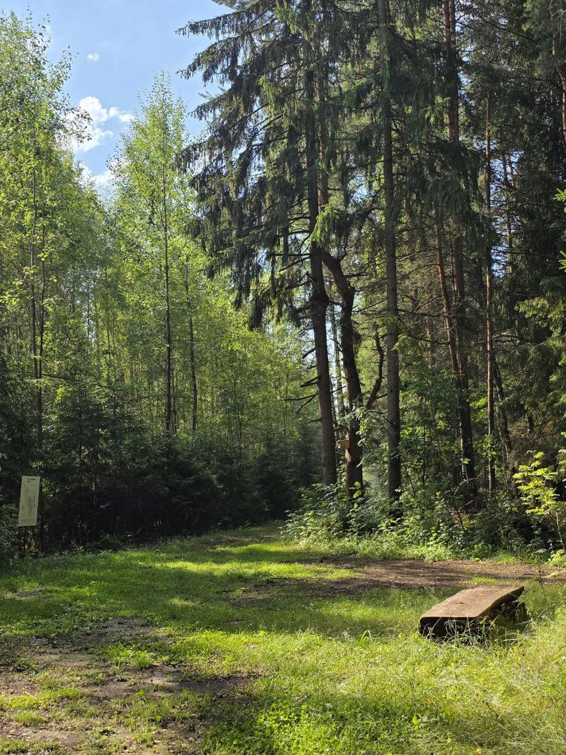 Летний лес